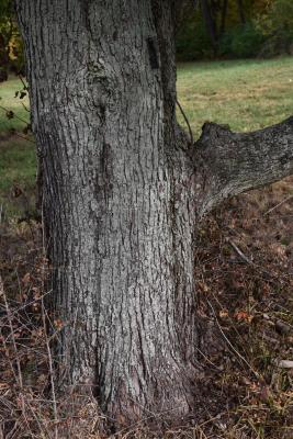 Acer x freemanii (Freeman's Maple), bark, trunk