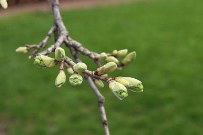 Acer miyabei 'Morton' (STATE STREET® Miyabe Maple), bud, flower