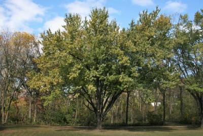 Acer saccharinum (Silver Maple), habit, fall