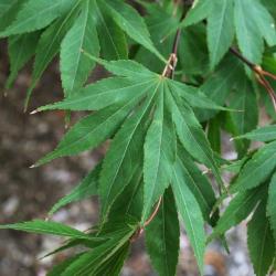 Acer palmatum var. heptalobum (Seven-lobed Japanese Maple), leaf, upper surface