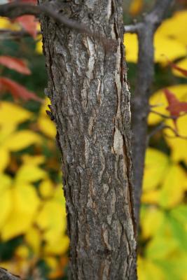 Acer triflorum (Three-flowered Maple), bark, stem