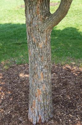 Acer miyabei 'Morton' (STATE STREET® Miyabe Maple), bark, trunk