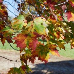 Acer x freemanii 'Armstrong' (Armstrong Freeman's Maple), leaf, fall