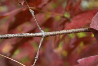 Acer triflorum (Three-flowered Maple), bark, twig