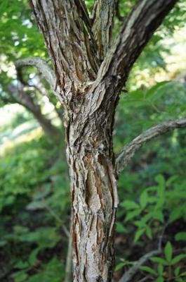 Acer triflorum (Three-flowered Maple), bark, branch