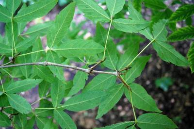 Acer triflorum (Three-flowered Maple), leaf, lower surface