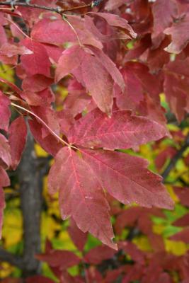 Acer triflorum (Three-flowered Maple), leaf, fall