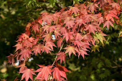 Acer palmatum var. heptalobum (Seven-lobed Japanese Maple), leaf, fall