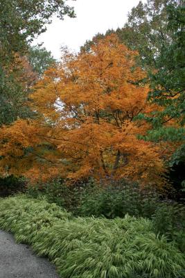 Acer triflorum (Three-flowered Maple), habit, fall