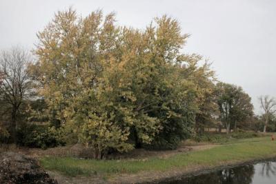 Acer saccharinum (Silver Maple), habitat