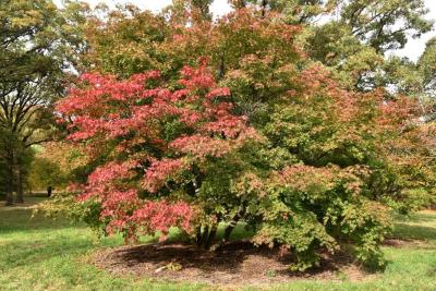 Acer palmatum var. heptalobum (Seven-lobed Japanese Maple), habit, fall