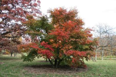 Acer palmatum var. heptalobum (Seven-lobed Japanese Maple), habit, fall