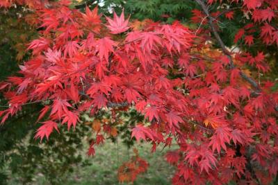 Acer palmatum var. heptalobum (Seven-lobed Japanese Maple), leaf, fall