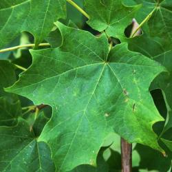 Acer saccharum 'Morton' (CRESCENDO™ Sugar Maple), leaf, upper surface