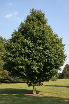 Acer saccharum (Sugar Maple), habit, summer