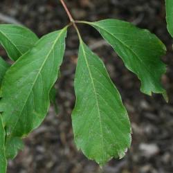 Acer cissifolium (Ivy-leaved Maple), leaf, upper surface