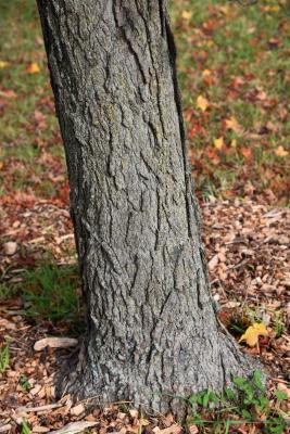 Acer saccharum 'Sweet Shadow Cut Leaf' PP2139, (Sweet Shadow Cut-leaf Sugar Maple), bark, trunk