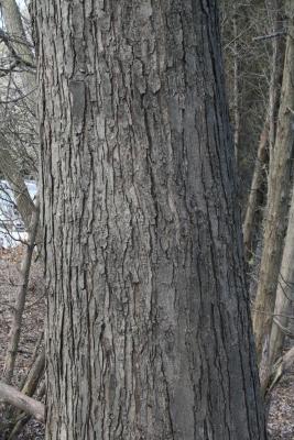 Acer saccharinum (Silver Maple), bark, mature