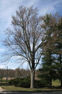 Acer saccharinum (Silver Maple), habit, spring