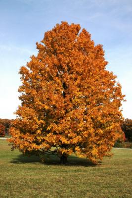 Acer saccharum (Sugar Maple), habit, fall