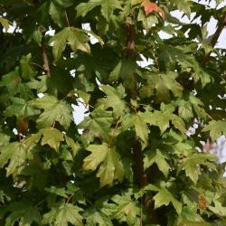 Acer barbatum (Florida Maple), leaf, fall