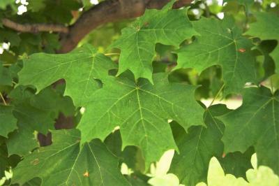 Acer saccharum 'Morton' (CRESCENDO™ Sugar Maple), leaf, summer