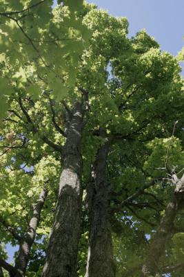 Acer saccharum 'Temple's Upright' (Temple's Upright Sugar Maple), habit, summer