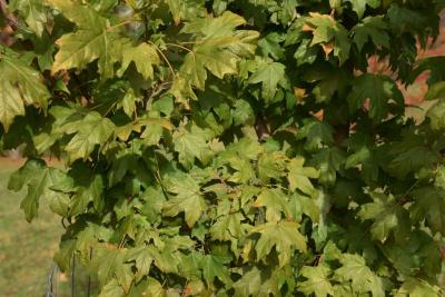 Acer barbatum (Florida Maple), leaf, fall