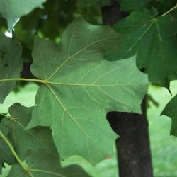 Acer saccharum 'Morton' (CRESCENDO™ Sugar Maple), leaf, lower surface