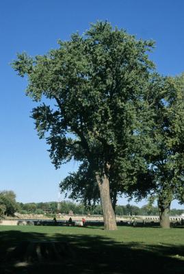 Acer saccharinum (Silver Maple), habit, summer