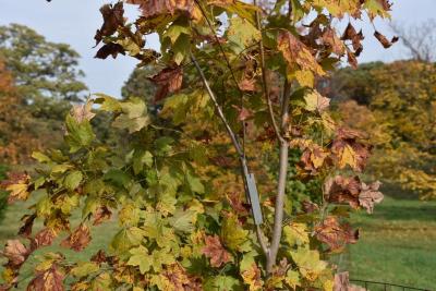 Acer barbatum (Florida Maple), habit, fall