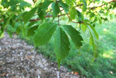 Acer cissifolium (Ivy-leaved Maple), leaf, upper surface