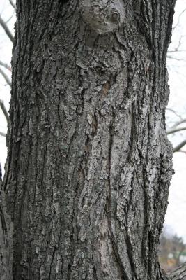 Acer rubrum (Red Maple), bark, mature