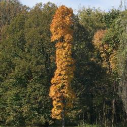 Acer saccharum 'Temple's Upright' (Temple's Upright Sugar Maple), habit, fall