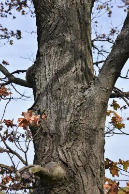 Acer saccharum f. conicum (Conical Sugar Maple), bark, trunk