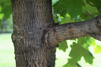 Acer saccharum 'Morton' (CRESCENDO™ Sugar Maple), bark, branch