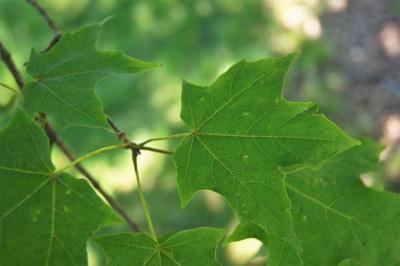 Acer saccharum 'Green Mountain' (Green Mountain Sugar Maple), leaf, upper surface