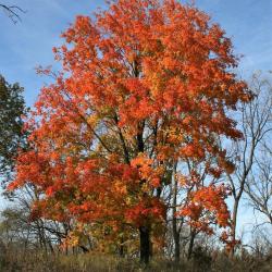 Acer saccharum (Sugar Maple), habit, fall