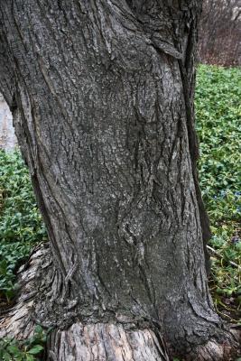 Acer rubrum (Red Maple), bark, mature