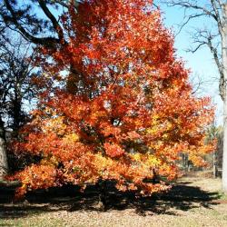 Acer barbatum (Florida Maple), habit, fall