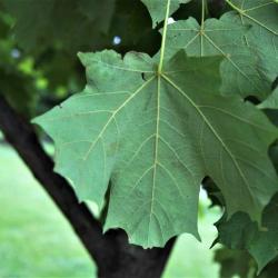 Acer saccharum 'Morton' (CRESCENDO™ Sugar Maple), leaf, lower surface