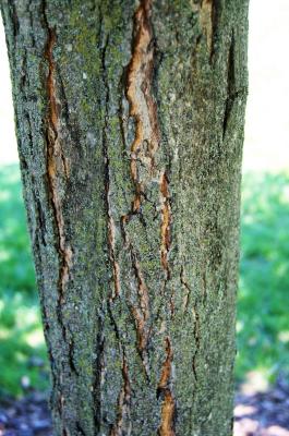 Acer saccharum 'Green Mountain' (Green Mountain Sugar Maple), bark, trunk