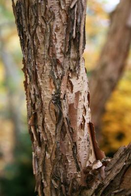 Acer triflorum (Three-flowered Maple), bark, mature