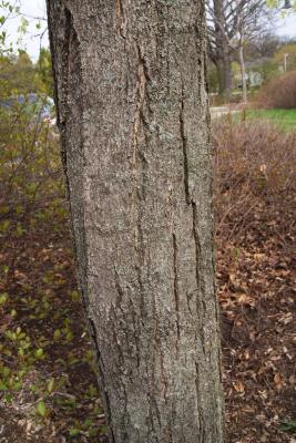 Acer saccharum (Sugar Maple), bark, trunk