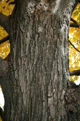 Acer saccharum (Sugar Maple), bark, mature