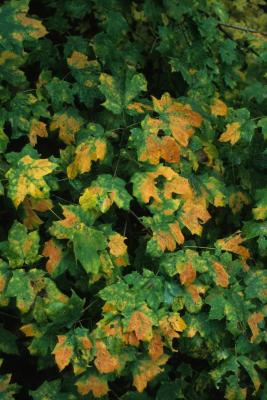 Acer saccharum (Sugar Maple), leaf, fall