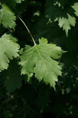 Acer glabrum (Rocky Mountain Maple), leaf, upper surface