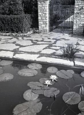 Two lilies in bloom in Morton residence Lily Pond