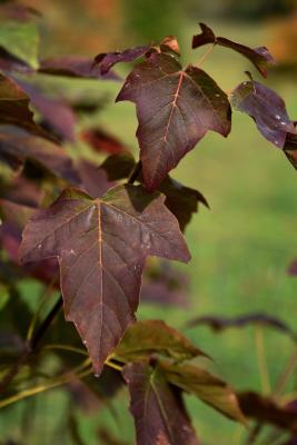 Acer sterculiaceum ssp. franchetii (Franchet's Maple), leaf, upper surface