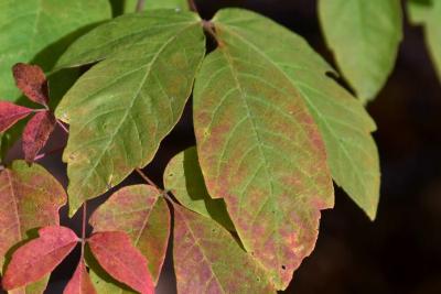 Acer triflorum (Three-flowered Maple), leaf, upper surface